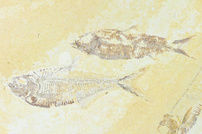 Diplomystus With Knightia Fossil Fish - Green River Formation #148327